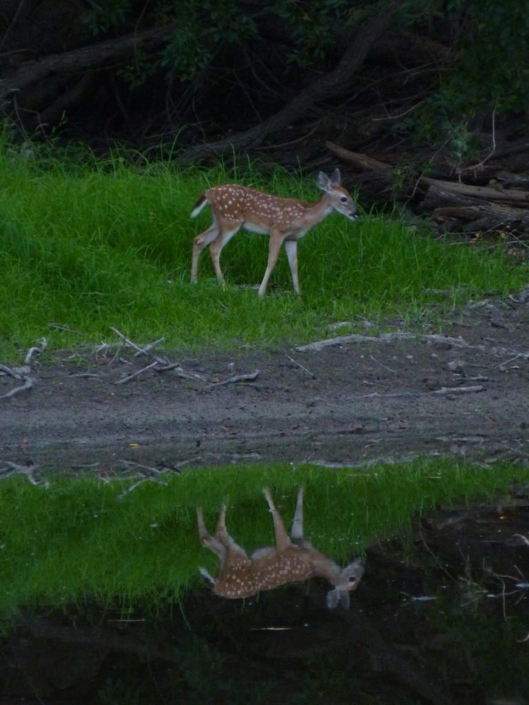 Doe walks along pond bank.