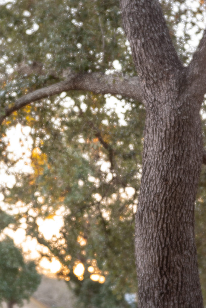 Pentax-F 85mm F2.8 Soft photograph of tree at F5.6