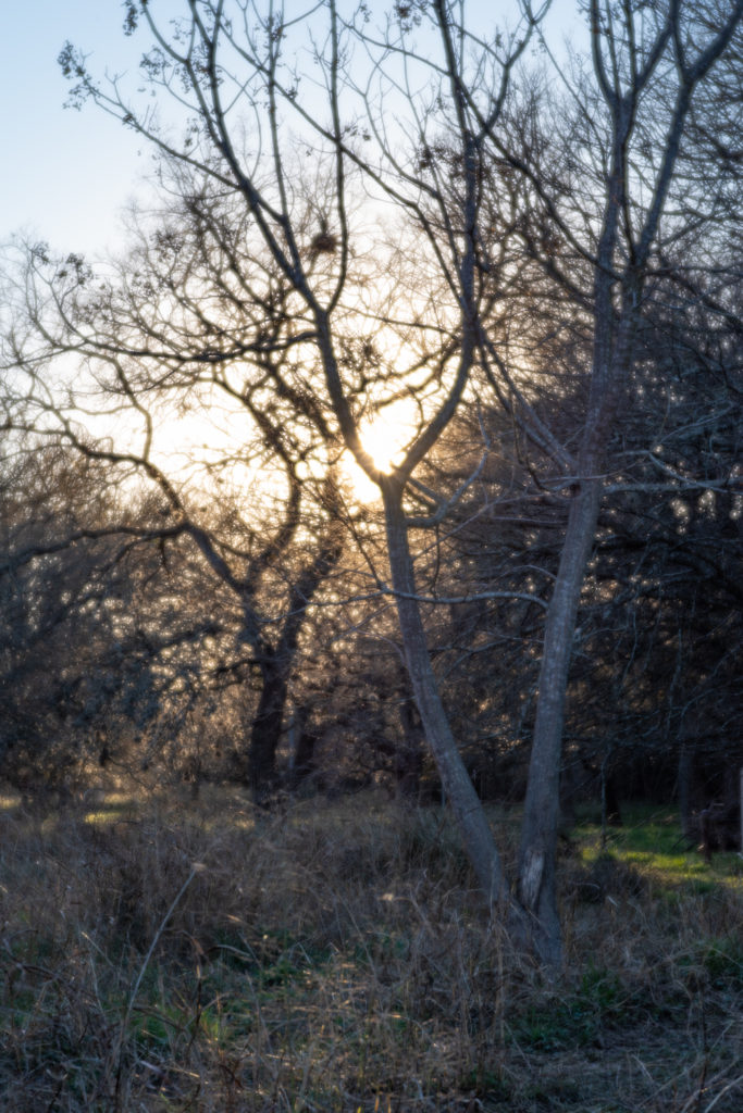 Nature photo taken on Pentax K-1 and Pentax-F 85mm F2.8 Soft Lens